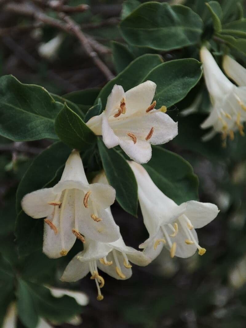 Caprifoglio pirenaico 7