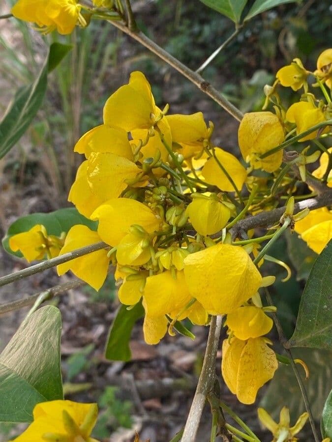Cassia en forme d'épée 2
