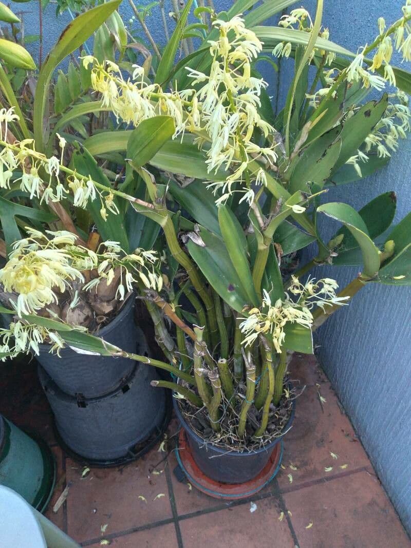 Dendrobium 4