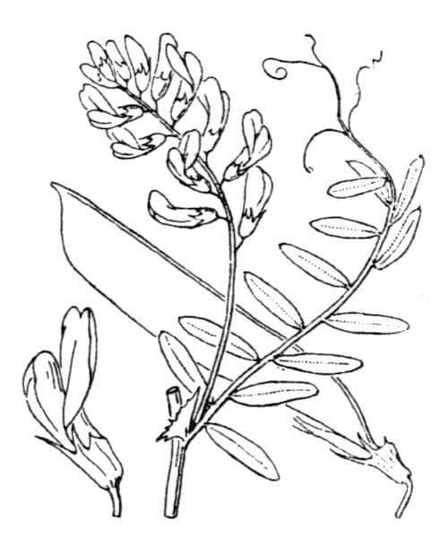 Veccia altissima 19