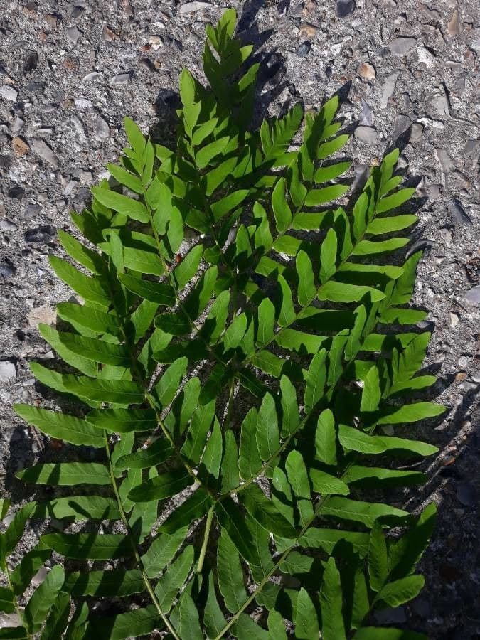 Długosz królewski 20