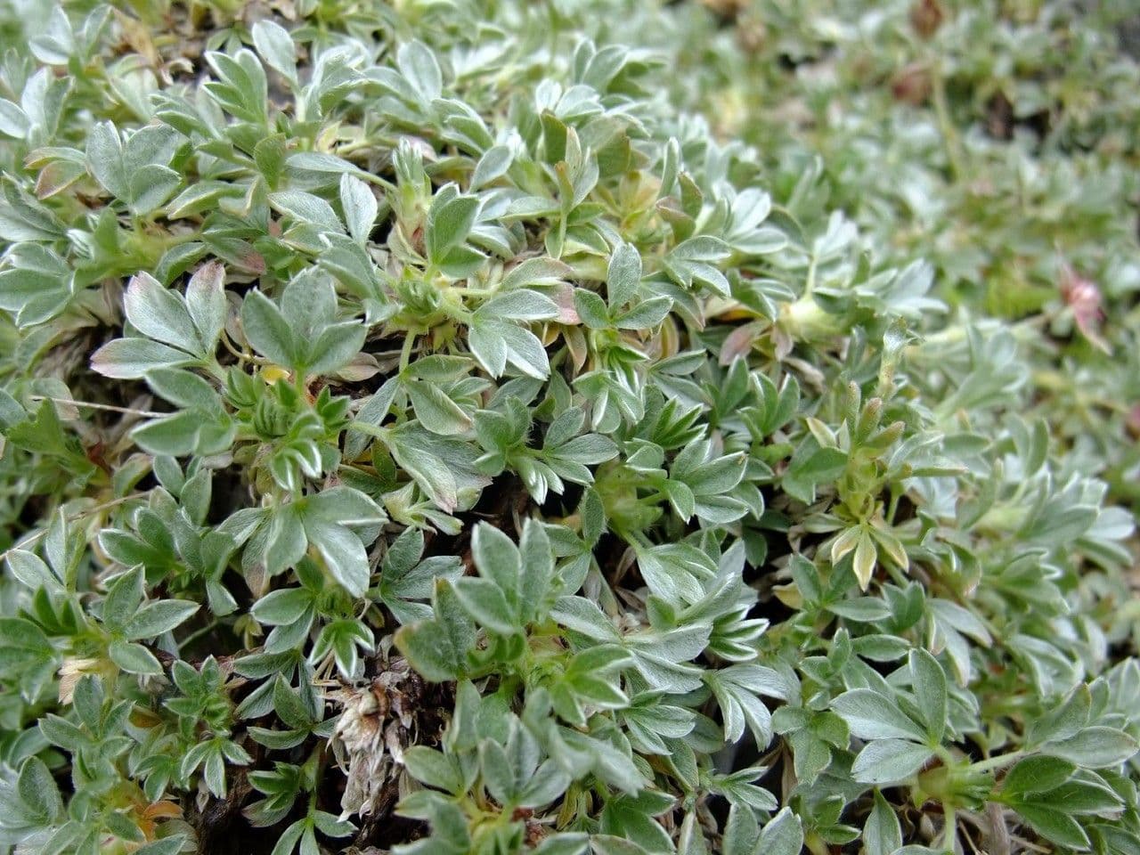 Potentilla lucida 10