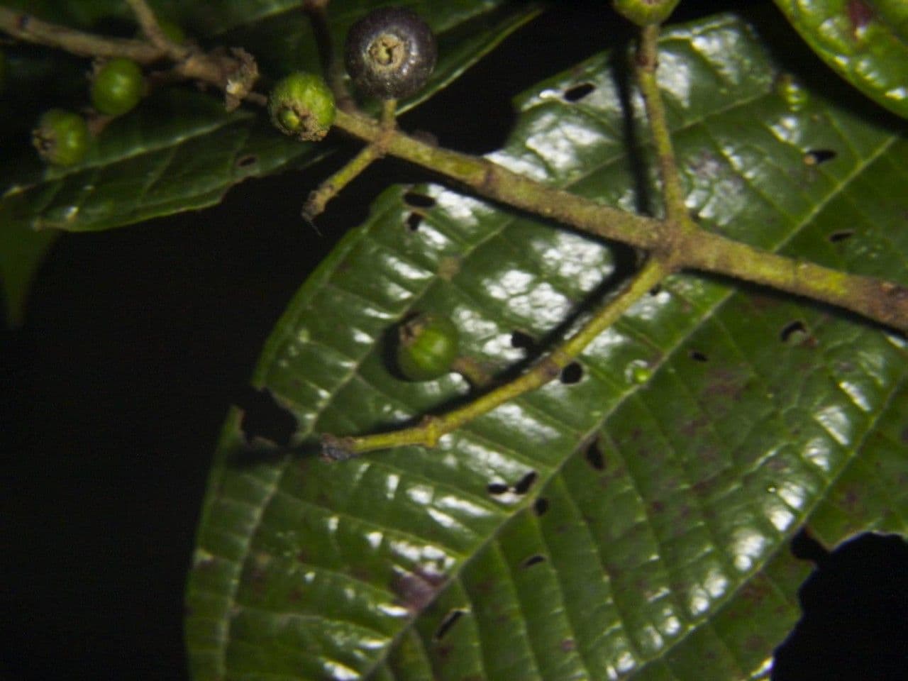 Miconia a spighe multiple 11
