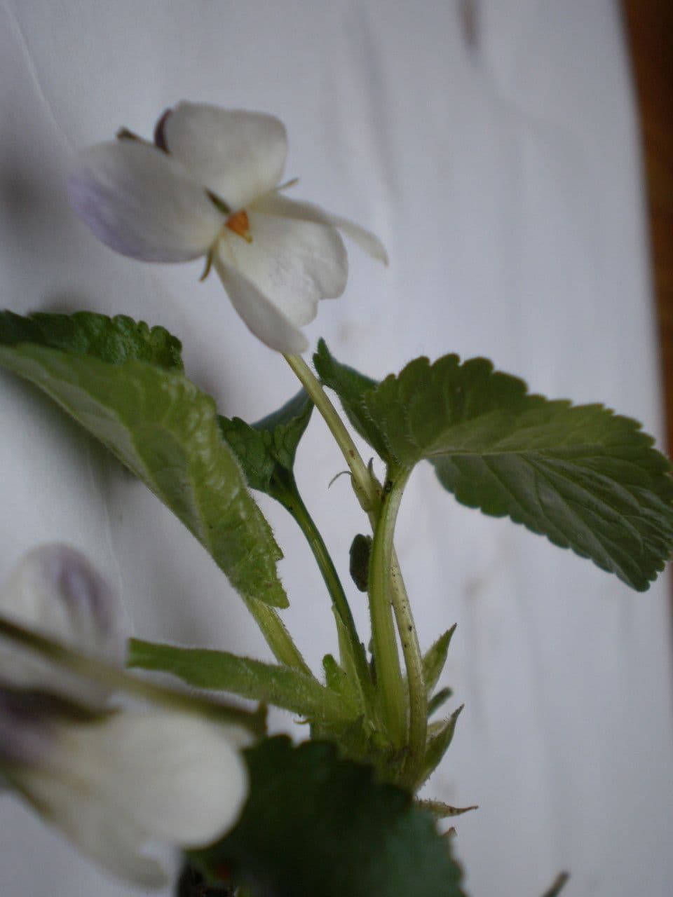 Viola pelosa 28