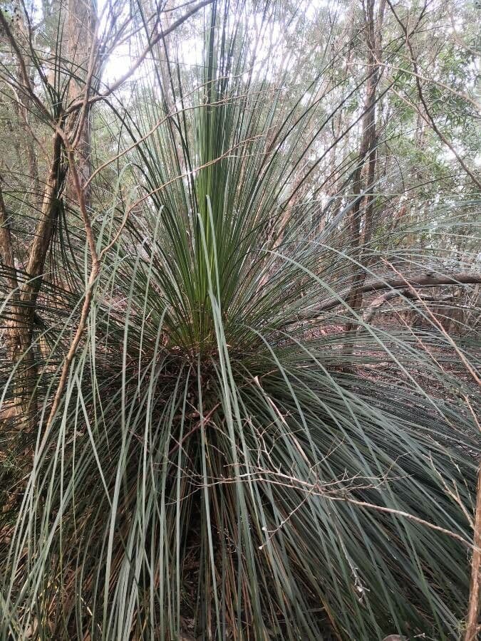 Xanthorrhoea 10