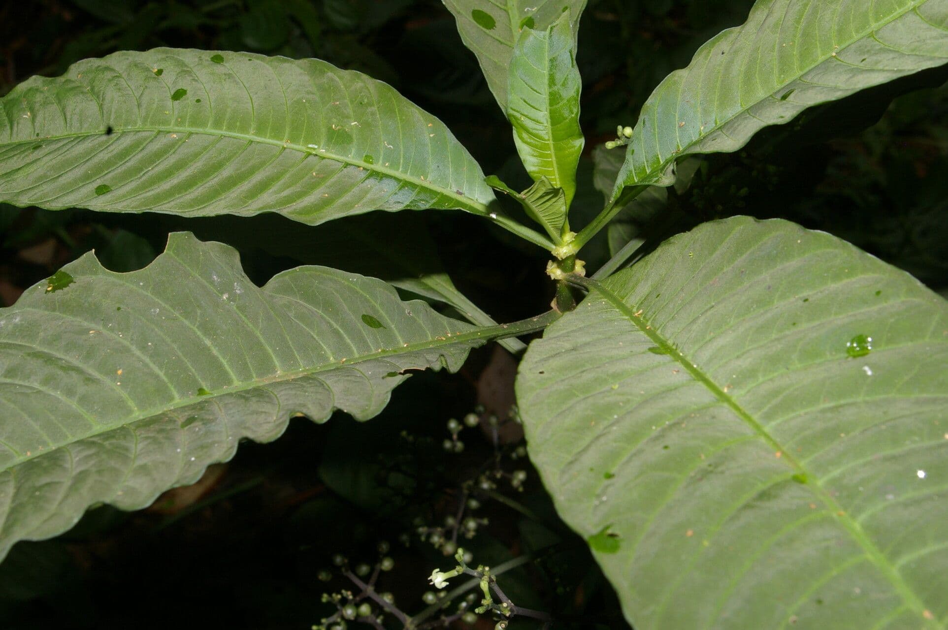 Notopleura 7