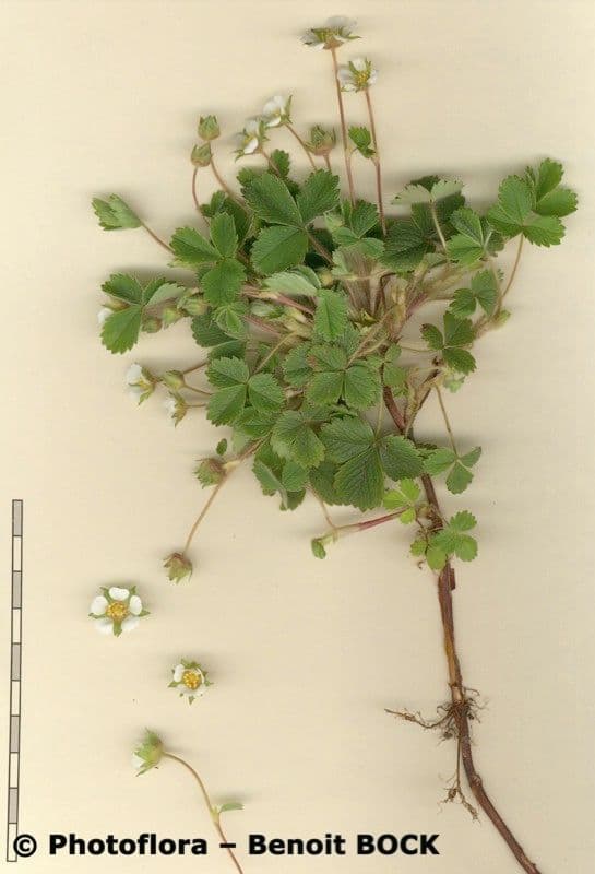Strawberryleaf cinquefoil 26