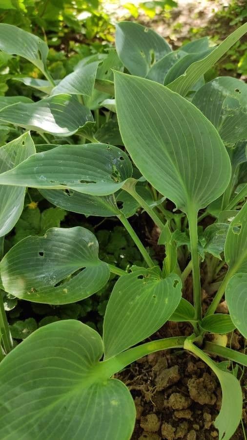 Hosta 7