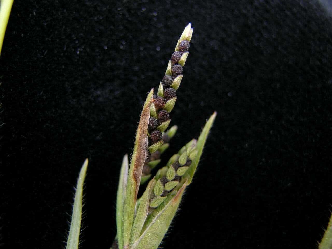 Erba granulosa 3