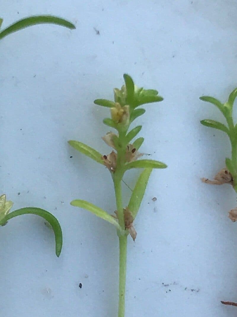 Crassula acquatica