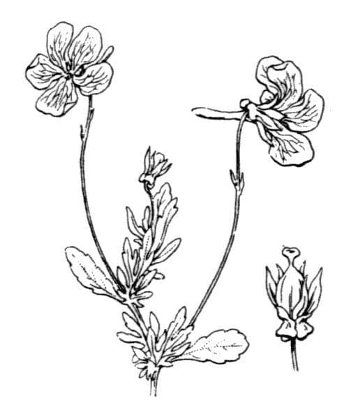 Viola bubanii 15