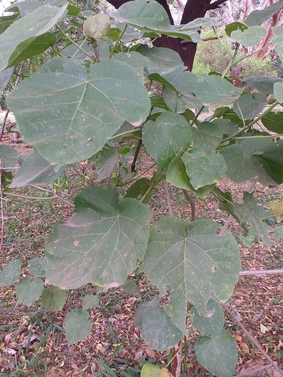 Abutilon 2