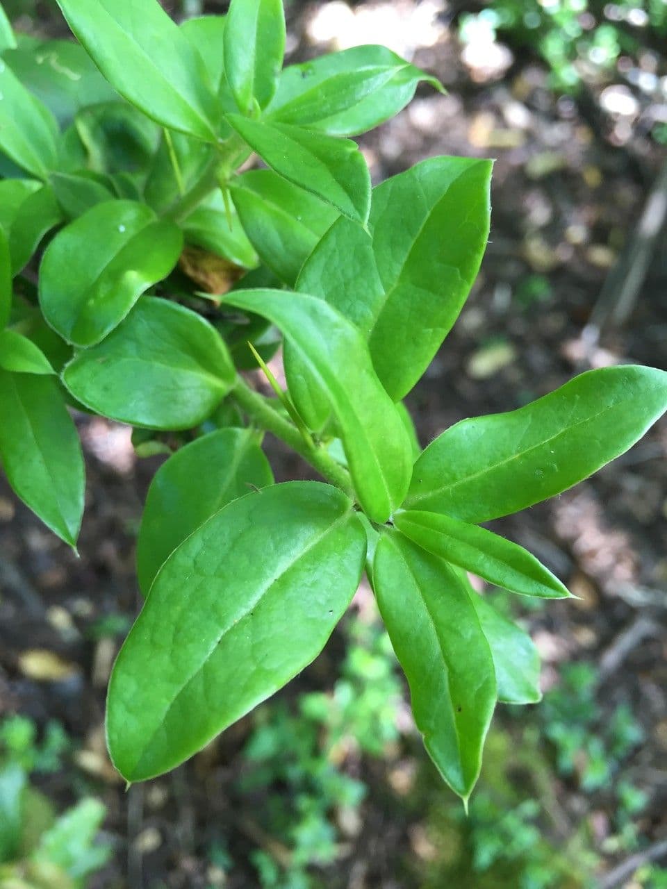 Archidasyphyllum 16