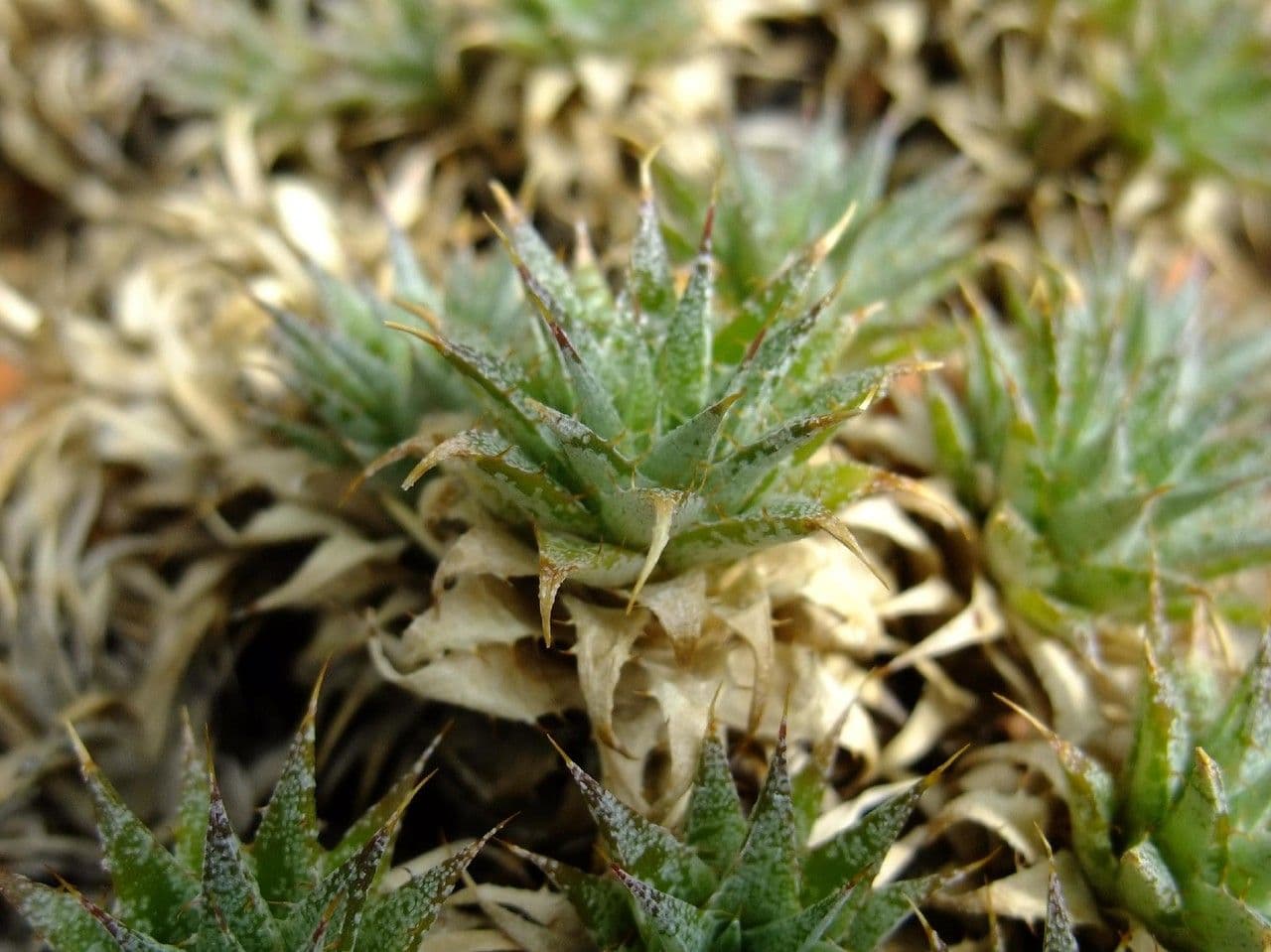Deuterocohnia 10