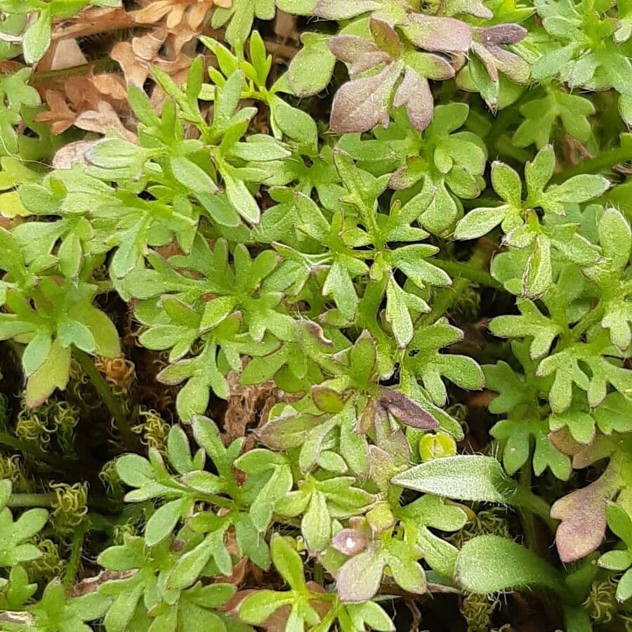 Cotula australis 18