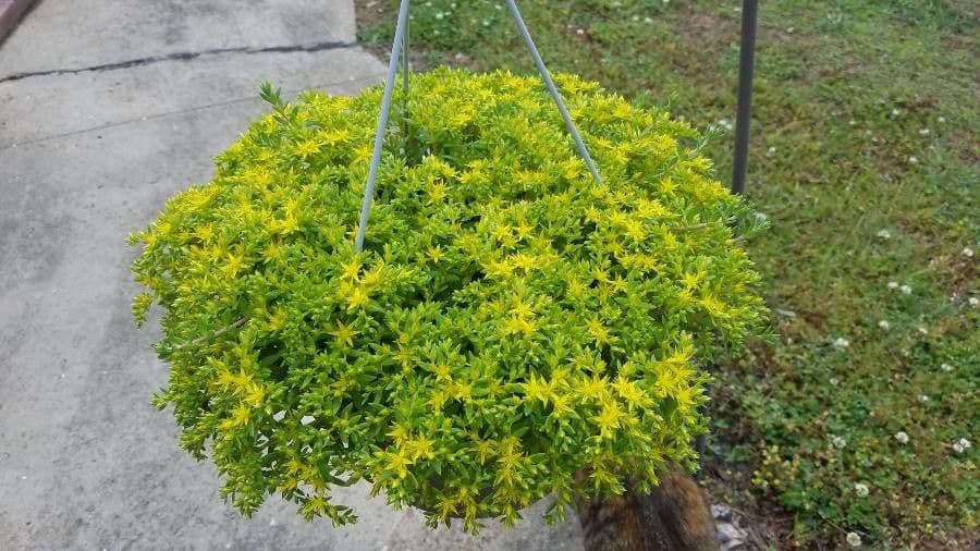 Rankender Mauerpfeffer 6