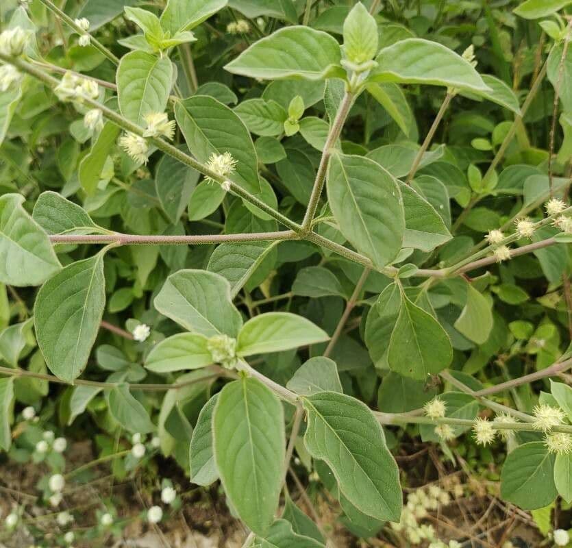 Sericocomopsis 12