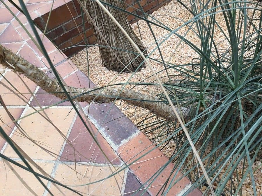 Beaucarnea 8