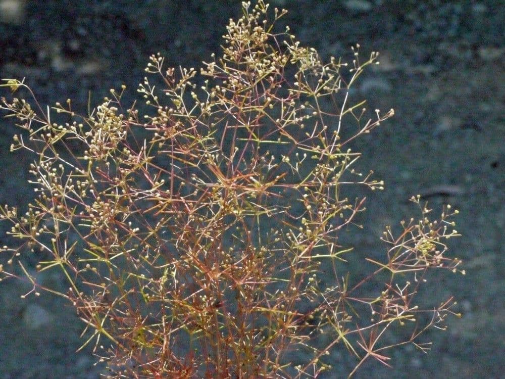 Rubiacea 15