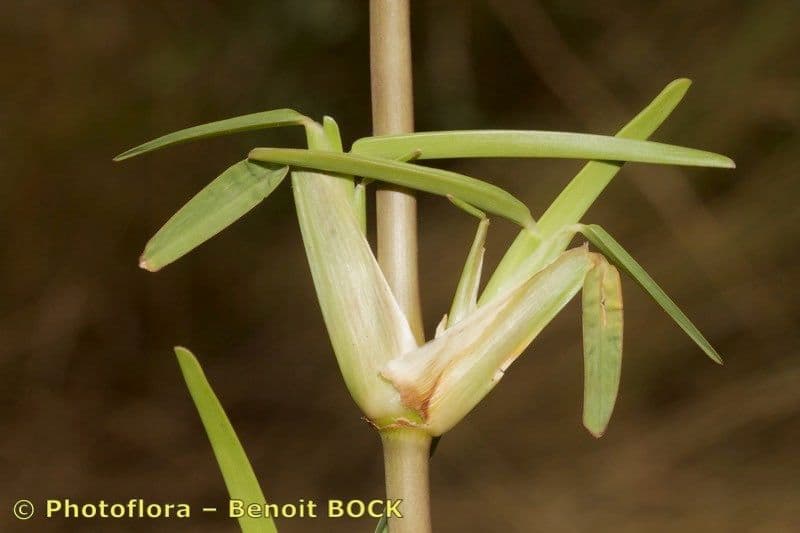 Erba pimento 3