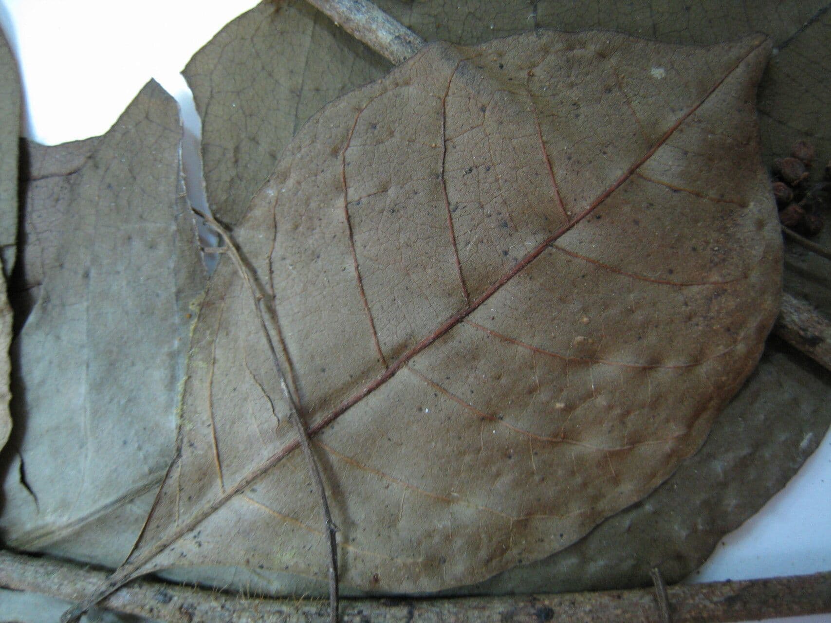 Kleinblütige Trichilie 5