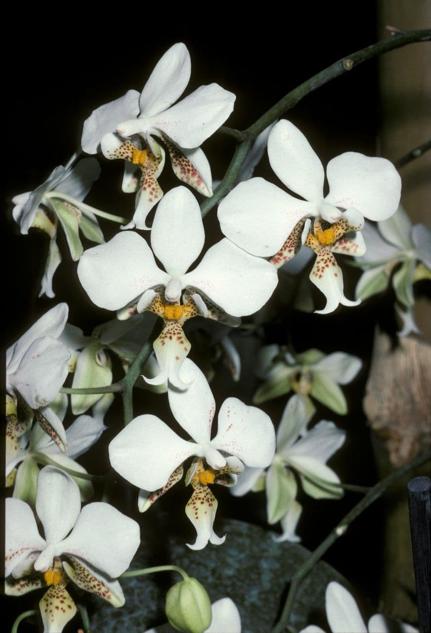 Phalaenopsis 3