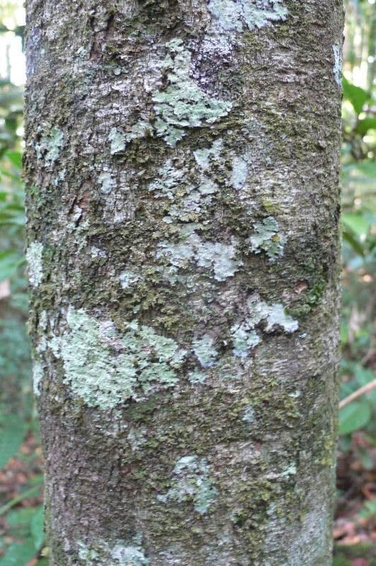 Protium apiculado