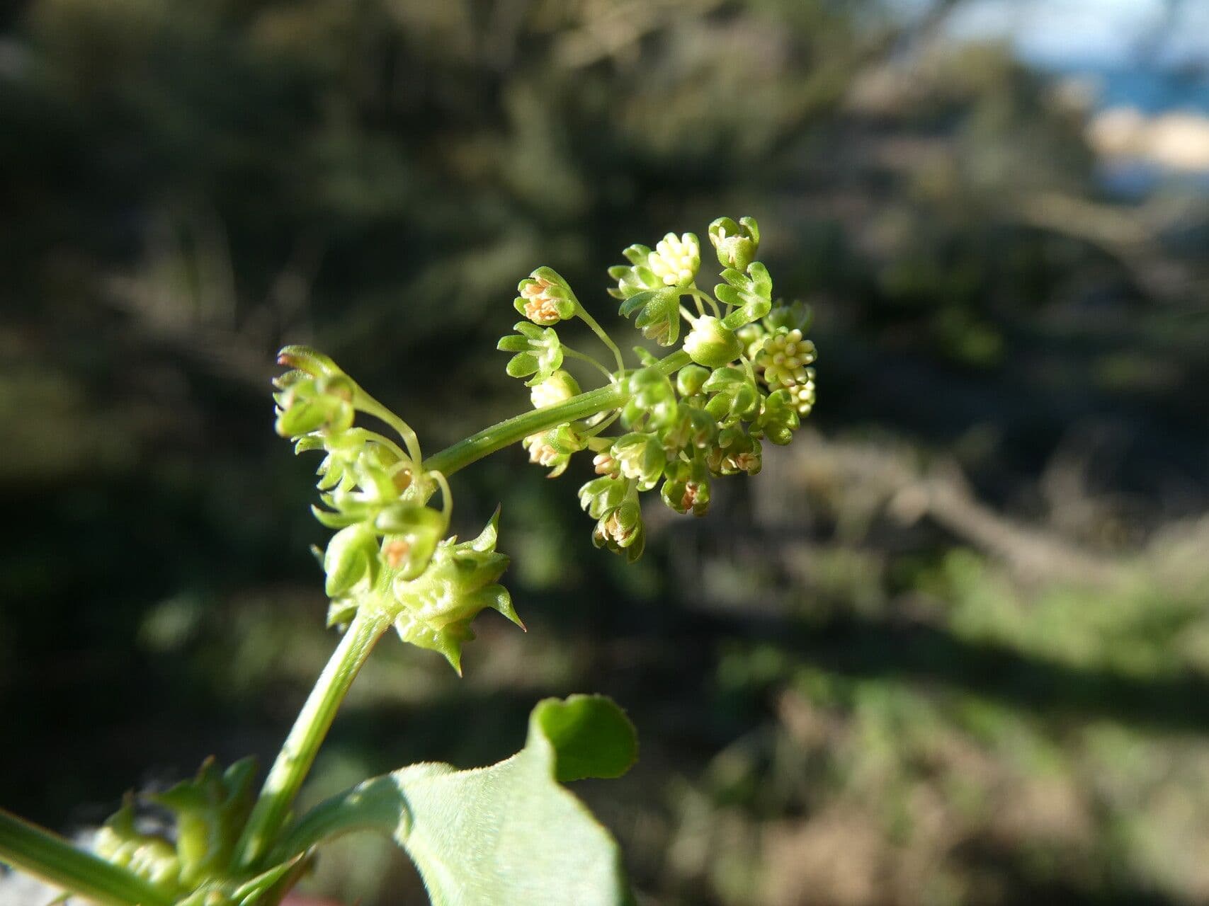 Abreojos 10