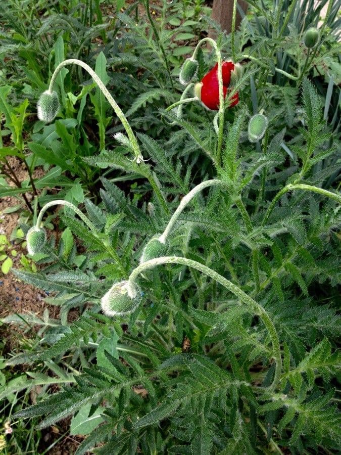 Orientalischer Schlafmohn 15