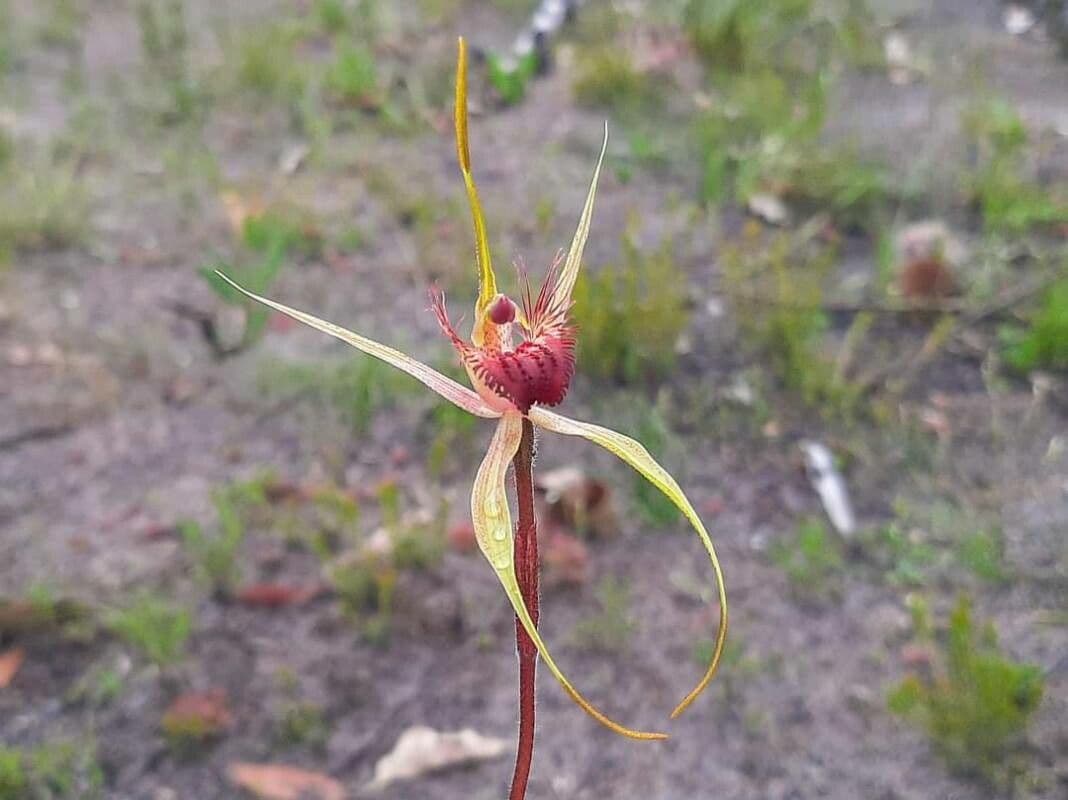 Caladenia