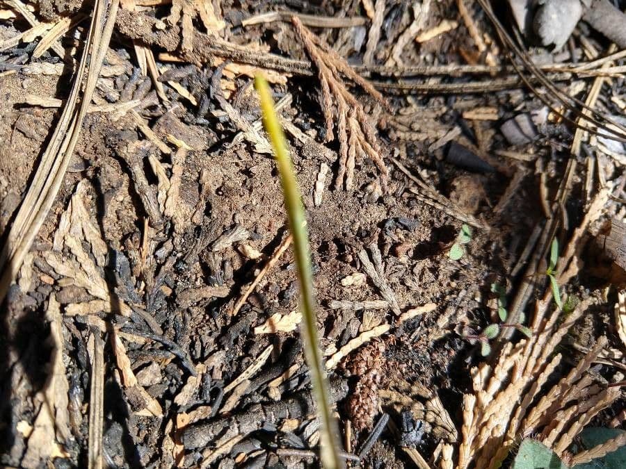 Triteleia 7