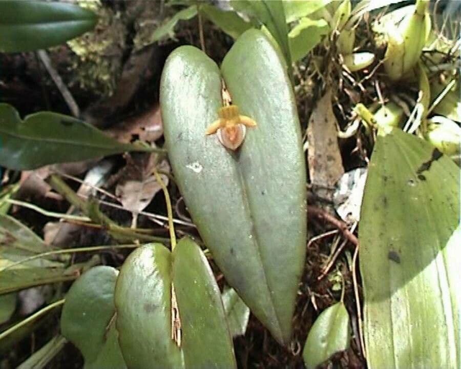 Pleurothallis 3