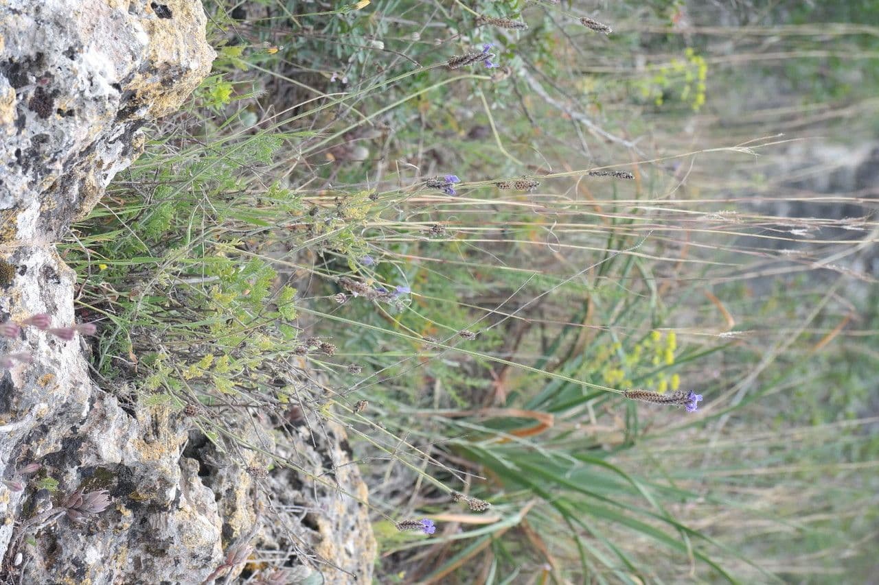 Lavanda multifida 6