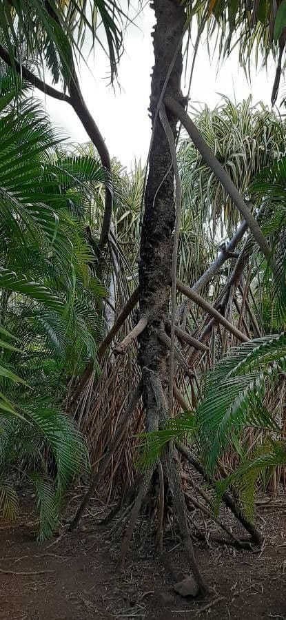 Pandanus tectorius 23