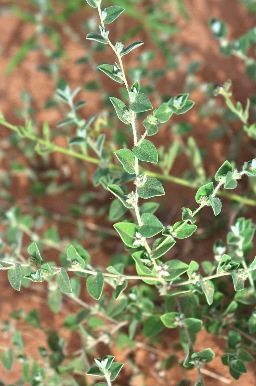Indigofera 7