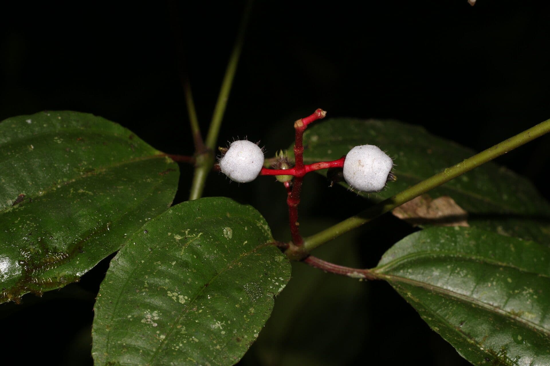 Miconia 2