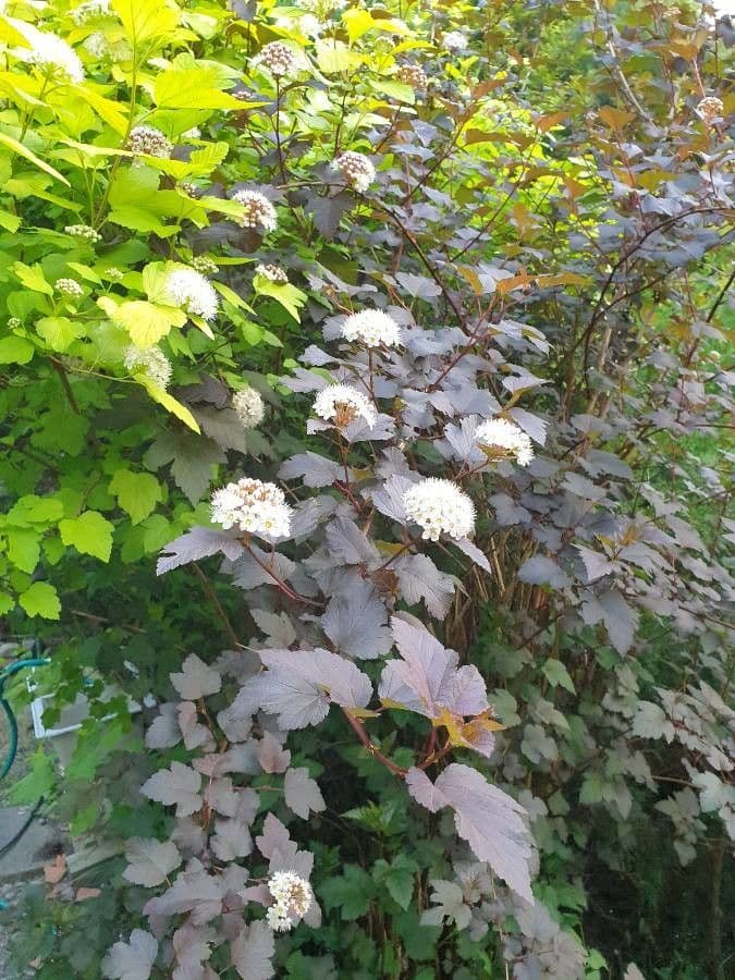 Potočnice strední 11