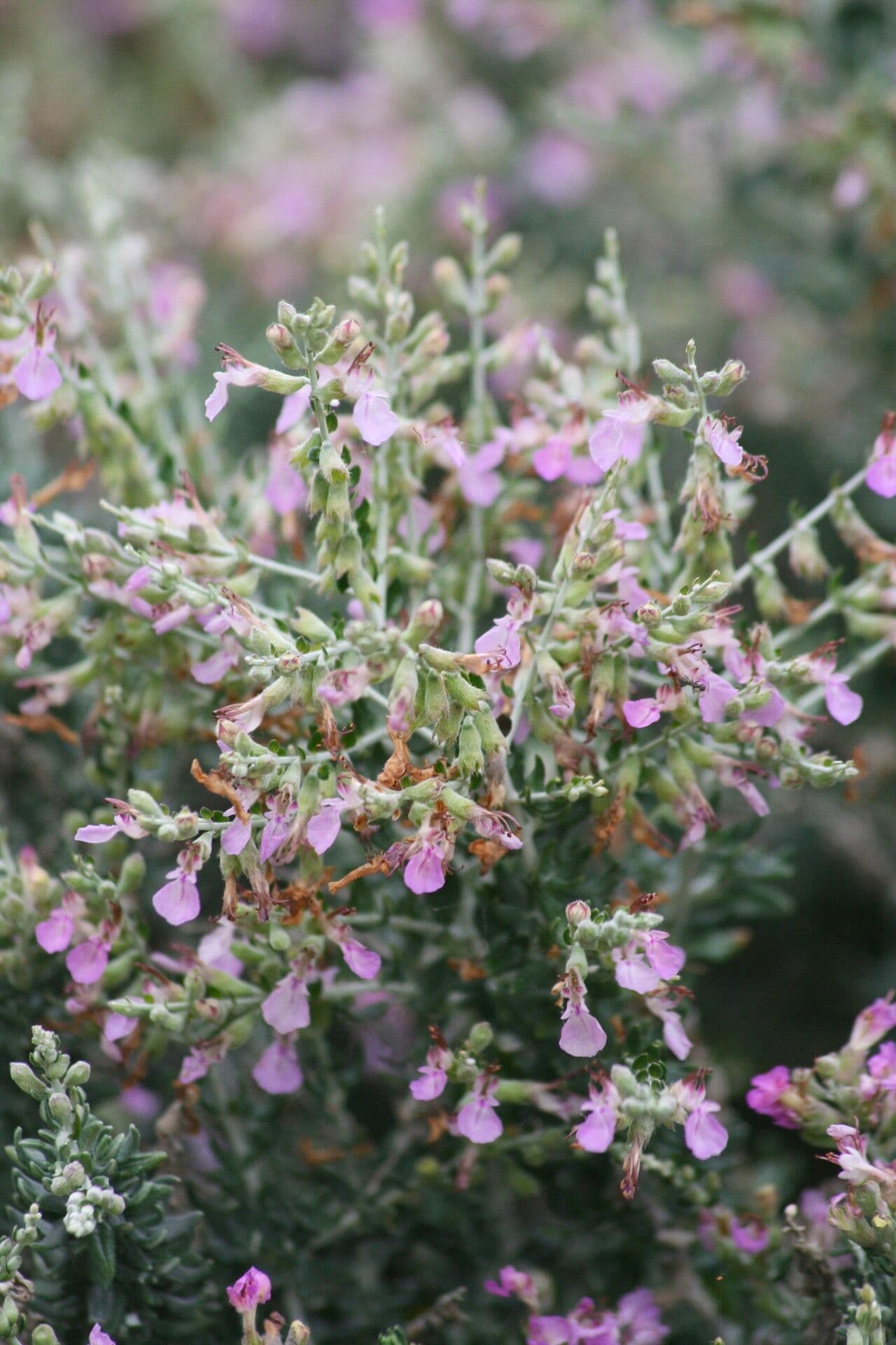 Teucrium 2