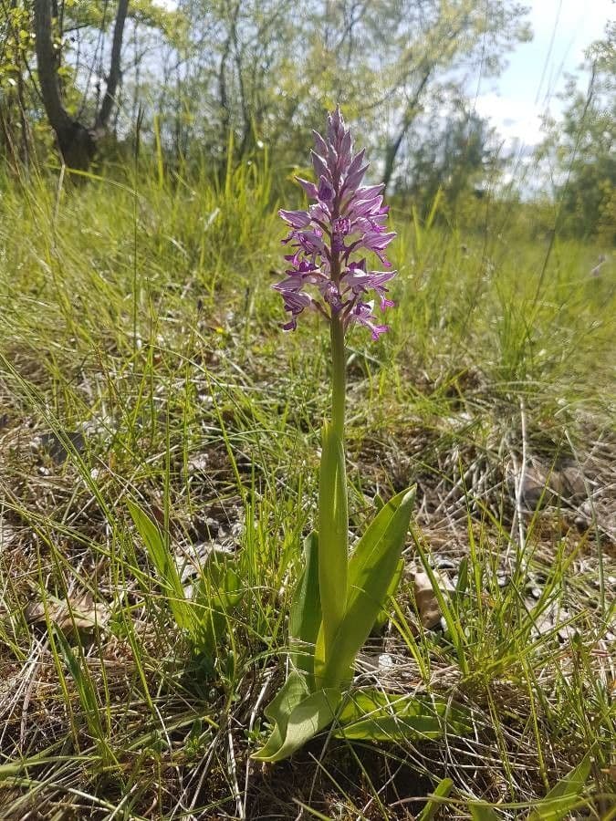 Orchidea militare 6