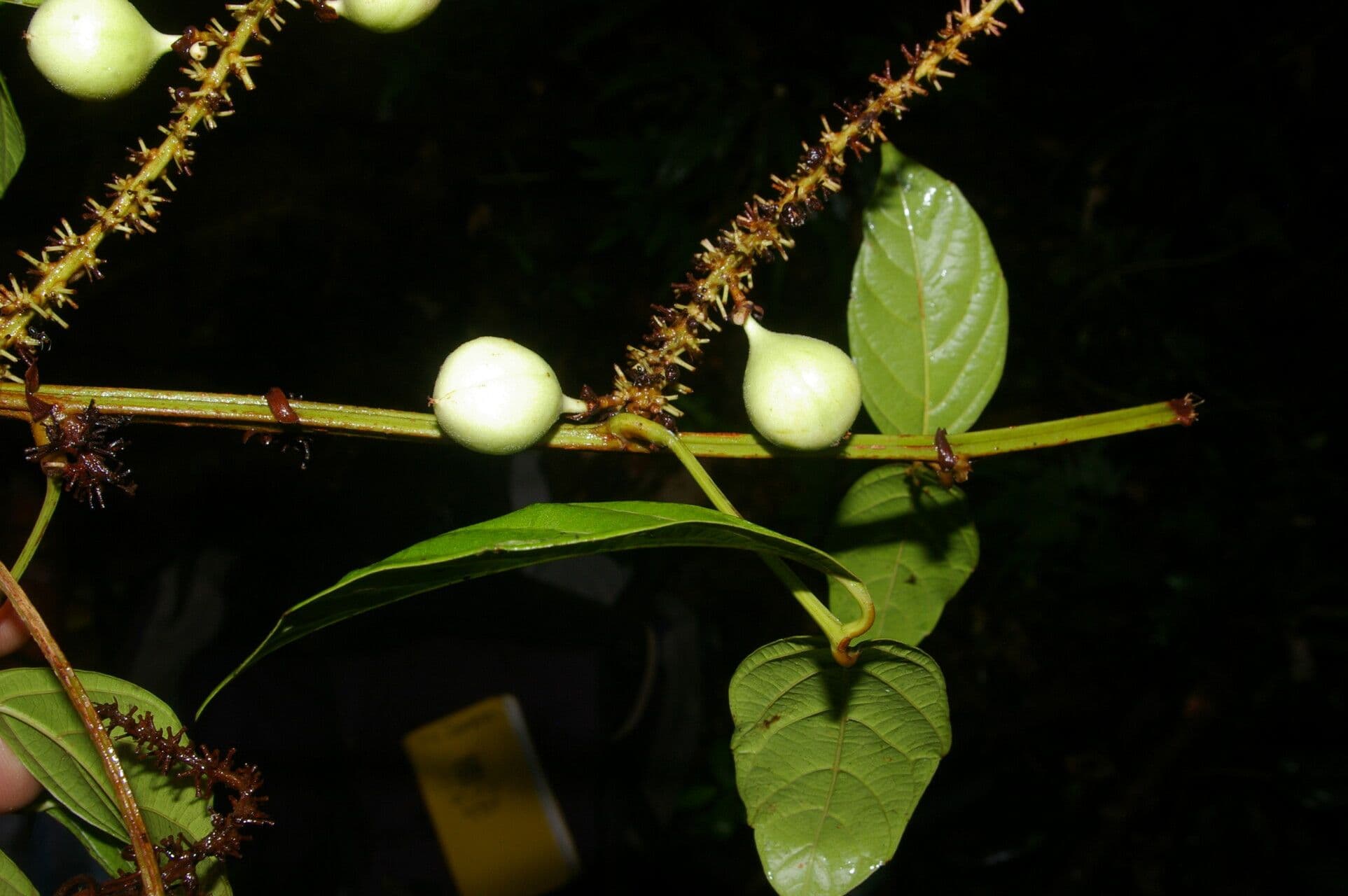Paullinia pinnata 3