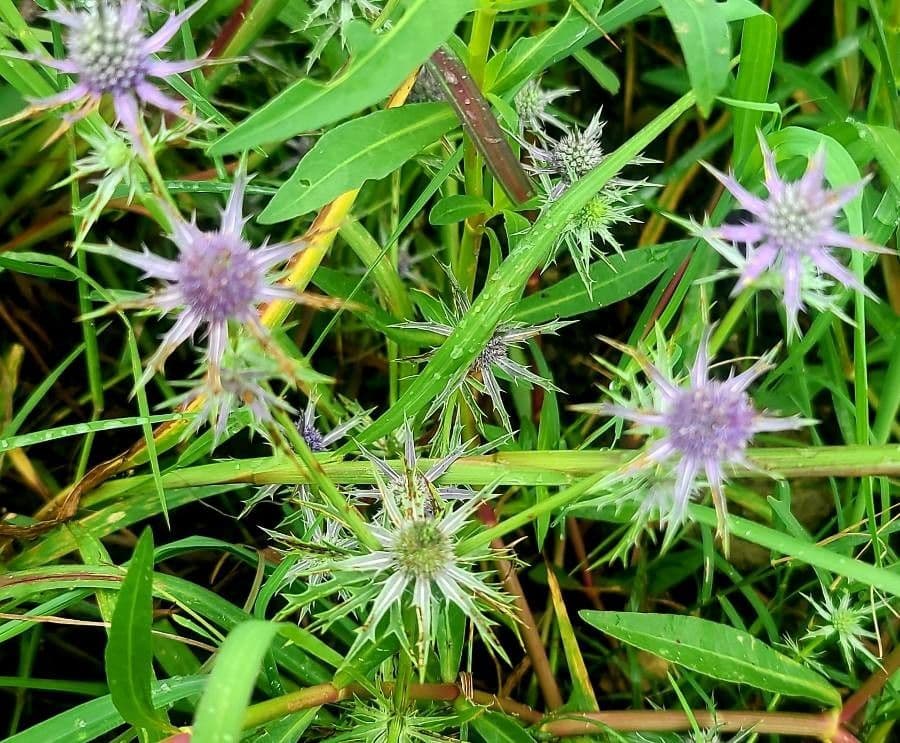Panicaut 9