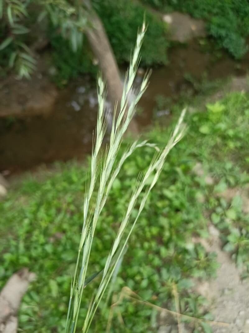 Brachypode penné 17