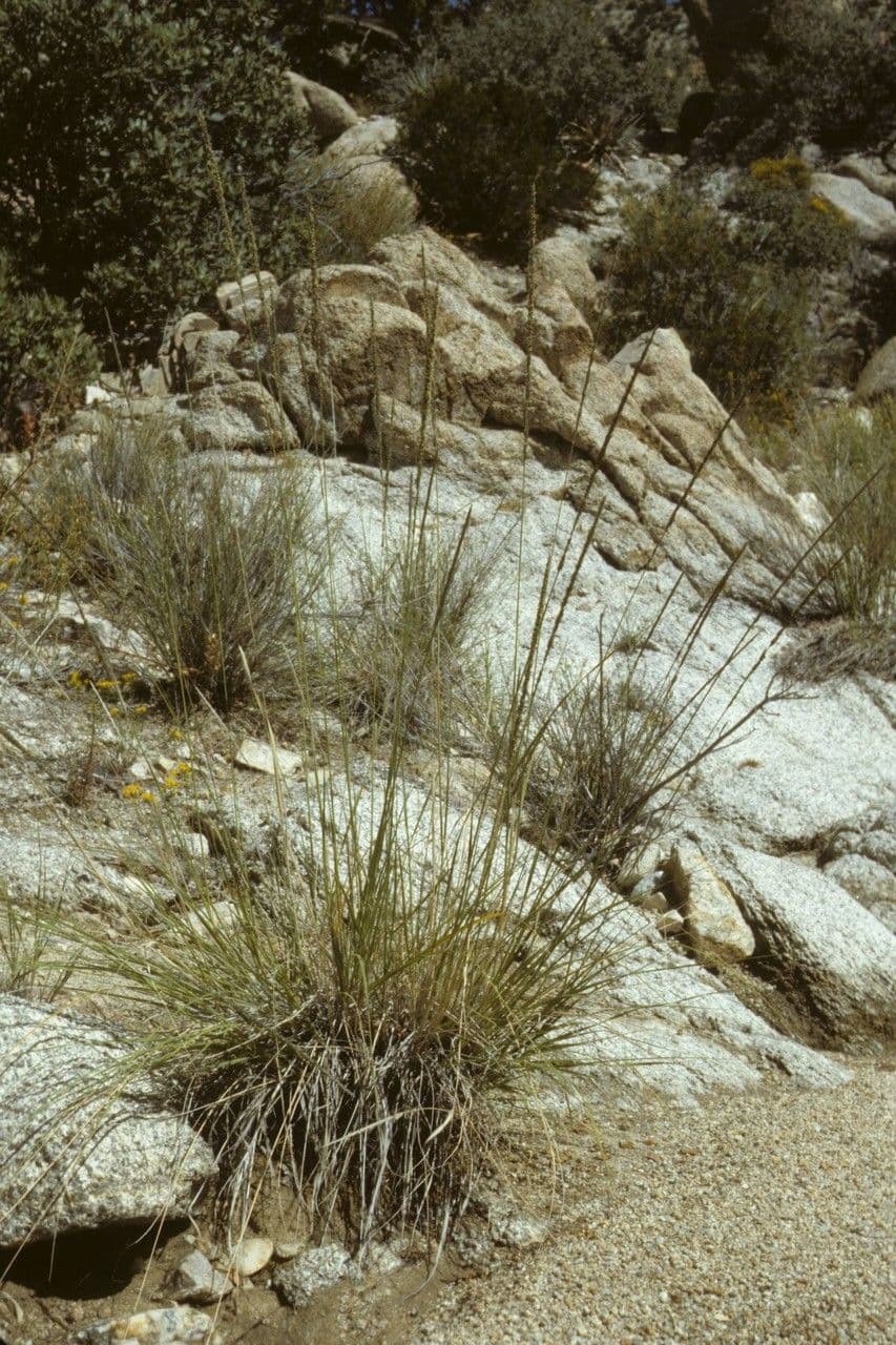Muhlenbergia rigens 5