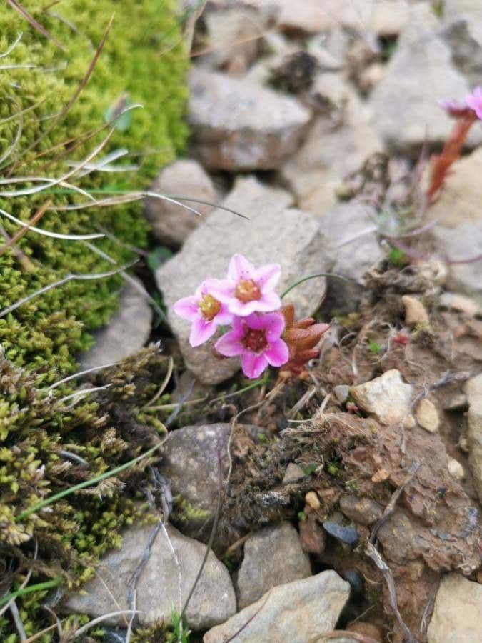Behaarter Mauerpfeffer 4