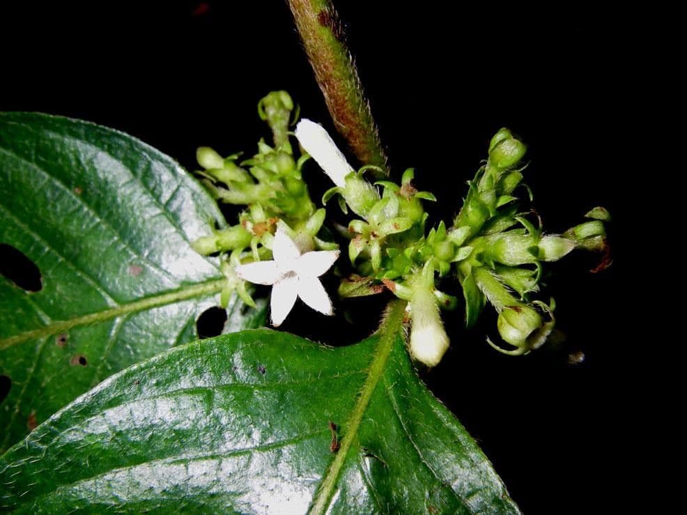 Panama-Sabicea 23