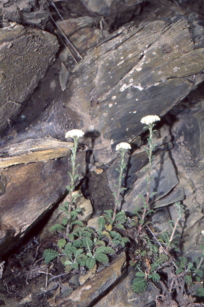 Achillea odorata 8