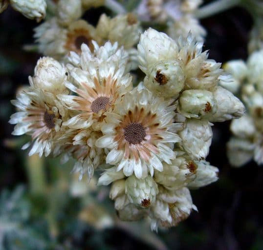 Pseudognaphalium dvubarvé 5