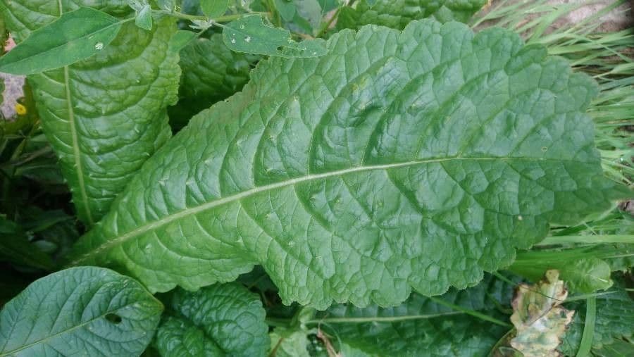 Acetosa abissina 12
