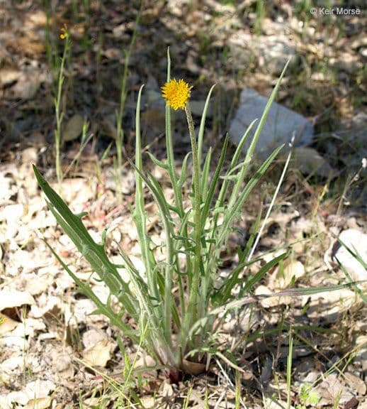 Agoseris 12