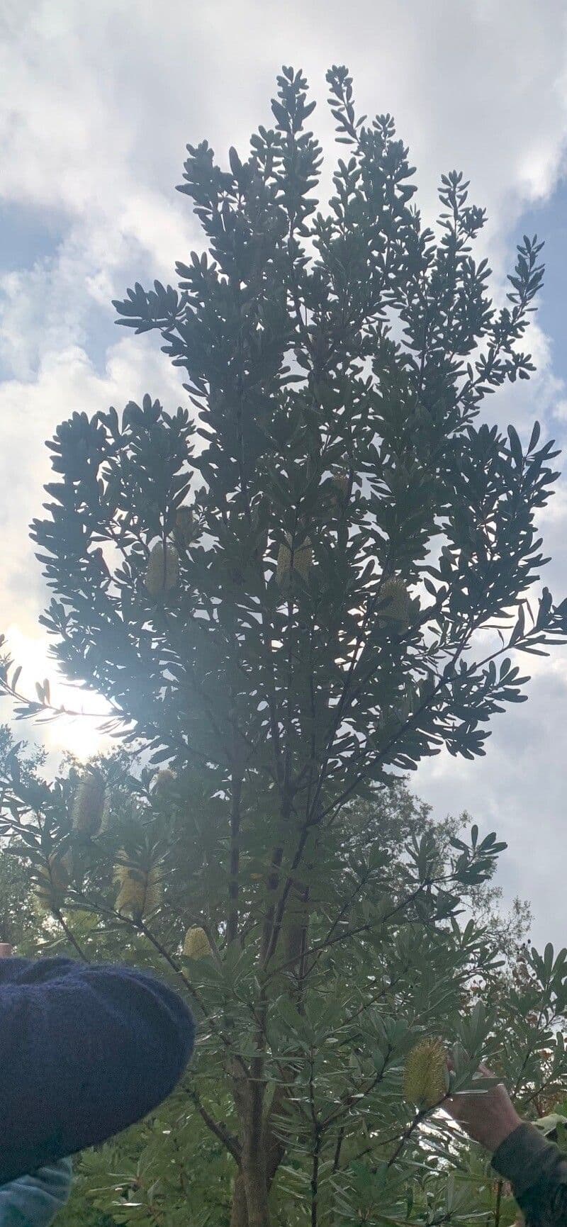 Banksia integrifolia 13